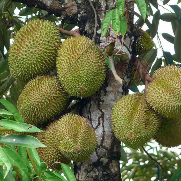 Hasil Perkebunan Durian Dari Pengunungan Alue Mangota.
